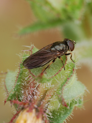 Cheilosia latifrons F (Syrphidae)